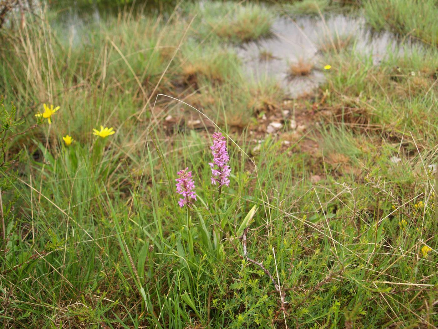 Orchid, Fragrant plant